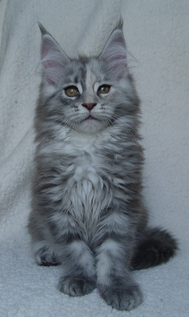 Bedazzled kitten van fio & Cay