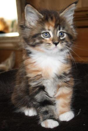 valencia van Chapawee dochter van Shana